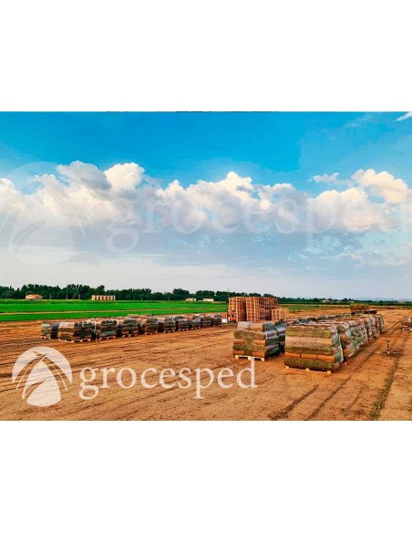 Césped Natural Trafic / m2  planta ornamental- Recogida en Finca