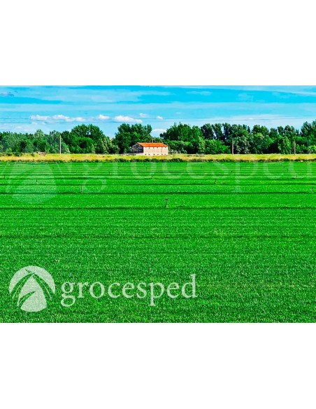 Césped Natural Trafic / m2  planta ornamental- Recogida en Finca