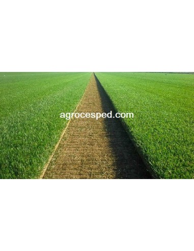 Césped Natural Trafic / m2  planta... Césped Natural Trafic / m2  planta...